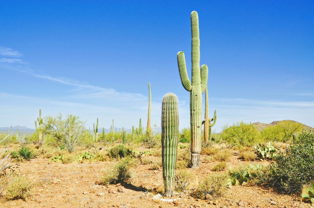 désert et cactus