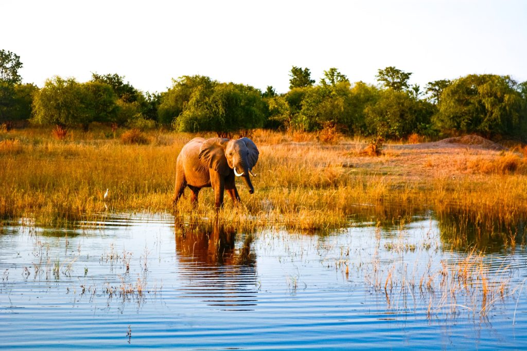Elephant au Zimbabwe